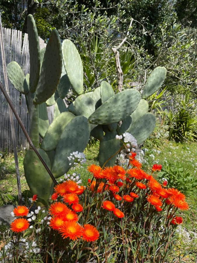 Paolo Lemon Tree *